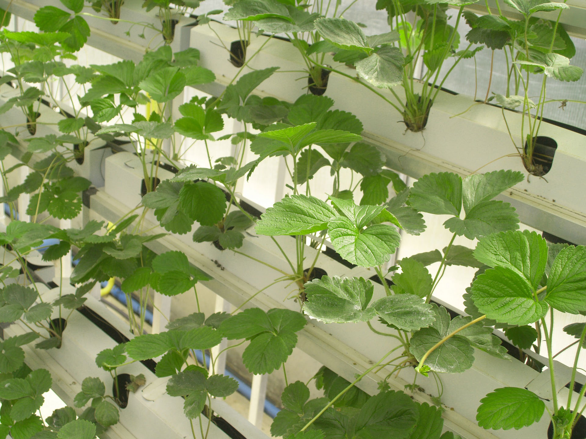 Hydroponic Vertical Grow Small leafy plants with equal spacing in a hydroponic vertical grow